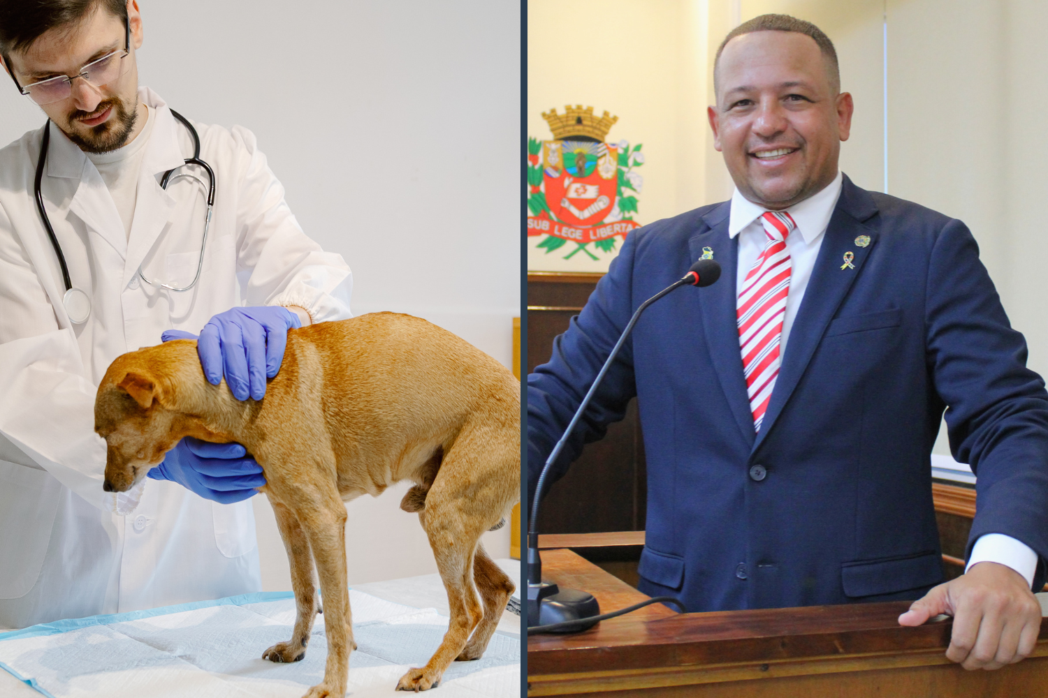 Vereador Carlos Henrique BGO solicita ao Executivo Municipal parcerias com clínicas veterinárias para atendimento de animais doentes ou vítimas de atropelamento 