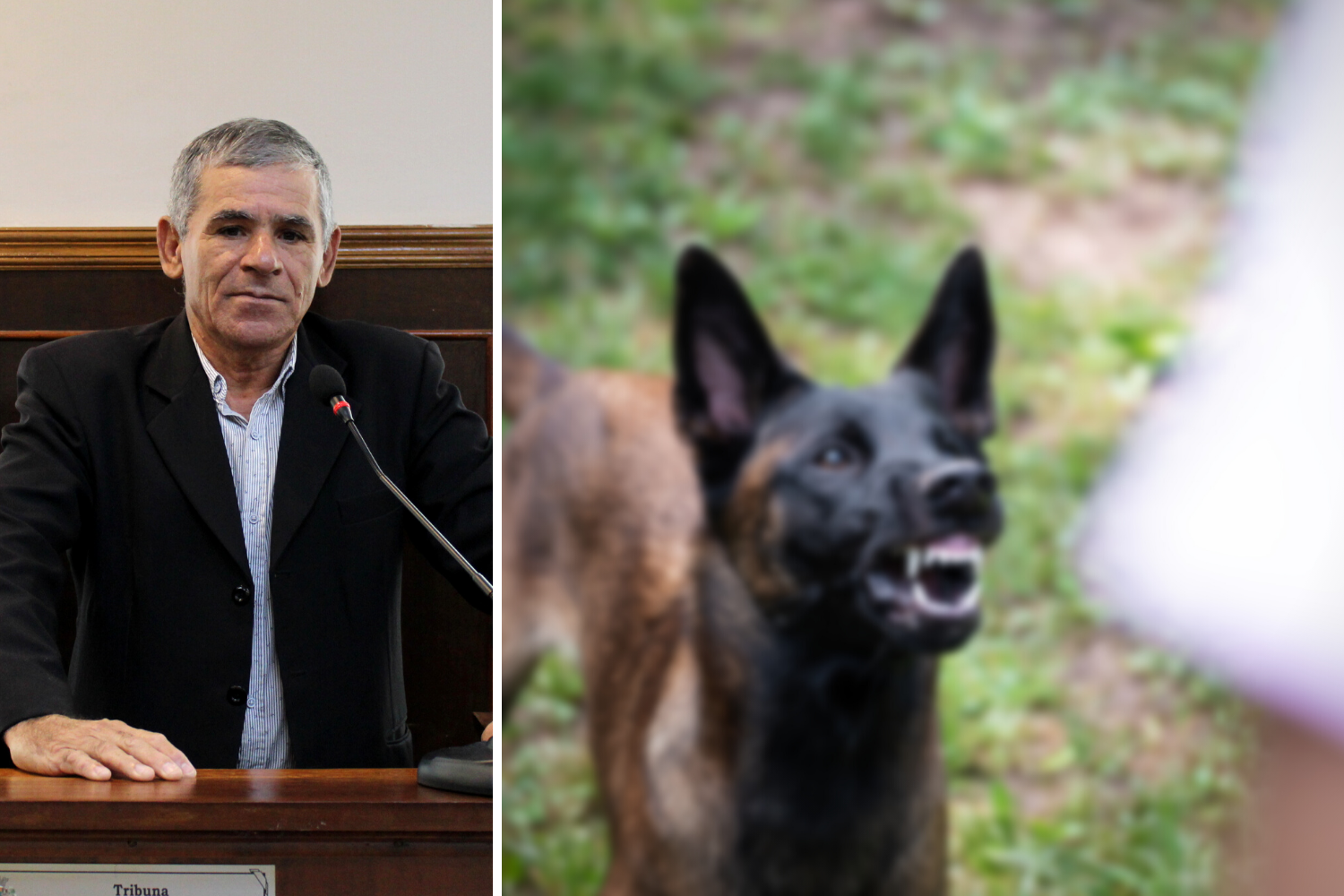 Vereador Casadinho solicita ao Prefeito Fabiano Belentani providências com relação a animais soltos que atacam pessoas nas ruas