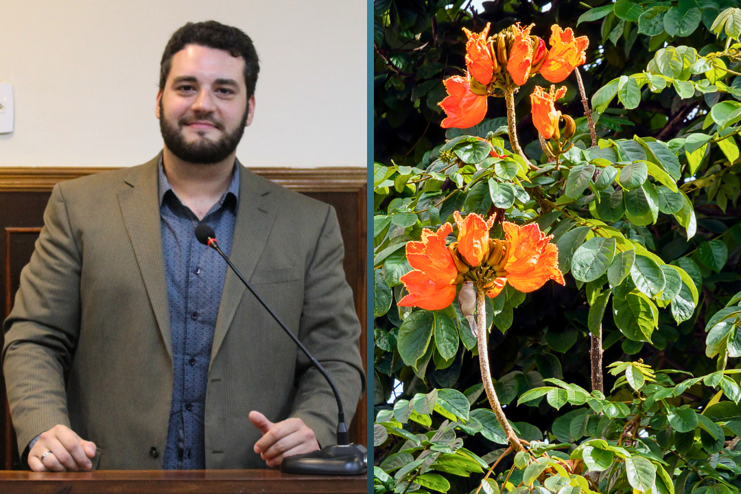 Projeto do Vereador Tiago Rocca que proíbe a produção de mudas e o plantio da Spathodea Campanulata no Município é aprovado em 2ª votação