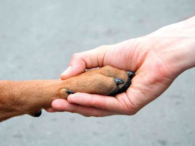 Câmara aprova assistência às pessoas jurídicas que se dedicam à proteção dos animais mediante implantação de política de conscientização